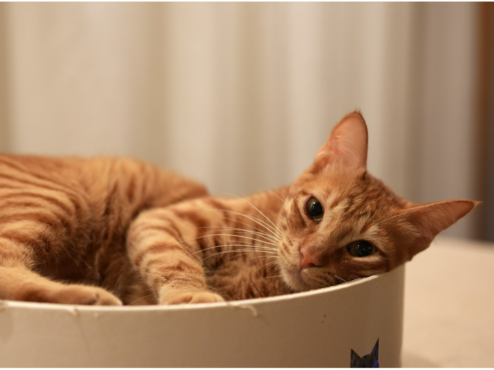 他の猫の気持ちが分かるとても優しい子♡