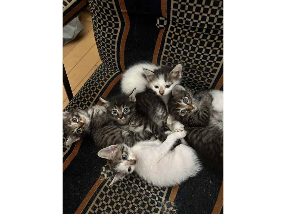 可愛い子猫ちゃん達
