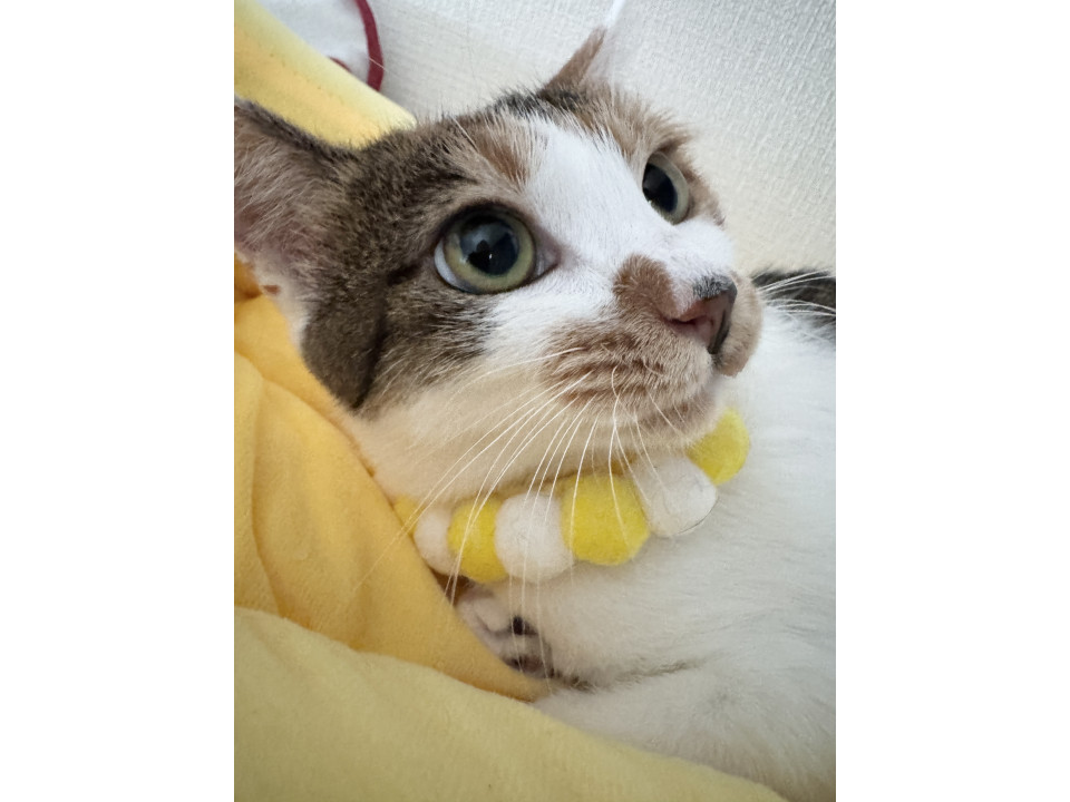 うつくし三毛猫ゾーイちゃん