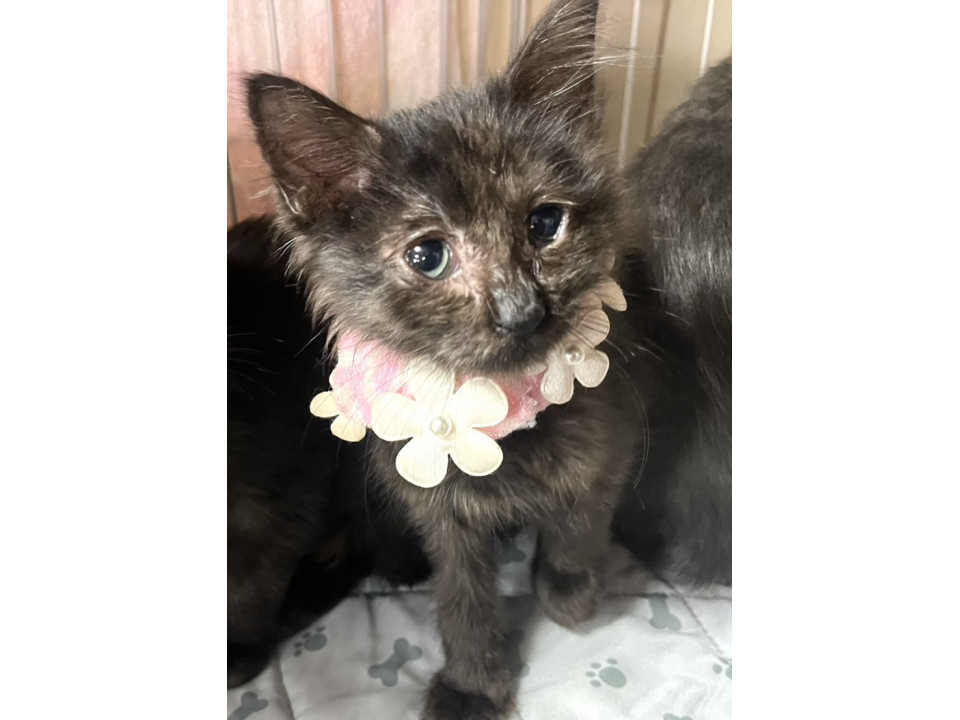 動画あり。黒スモークの女の子