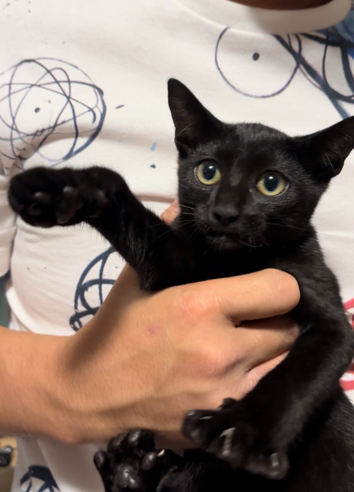 元気な黒猫の男の子