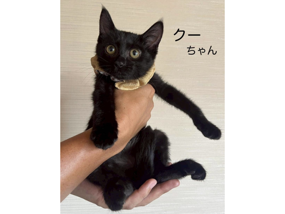 運動神経の良い女の子