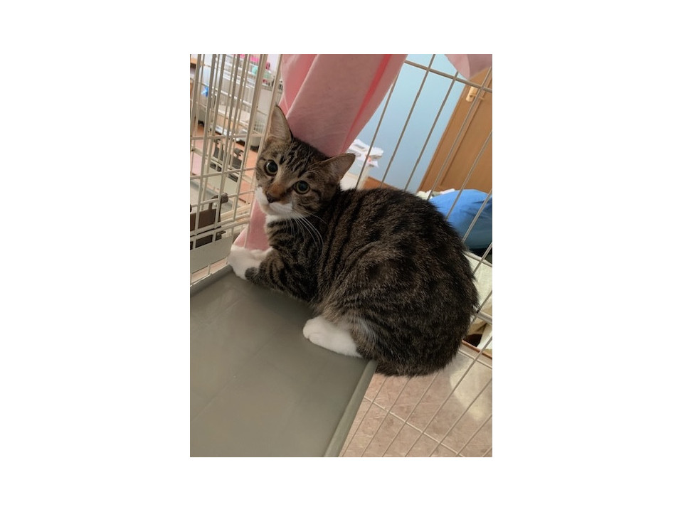 シャーは挨拶 可愛い靴下猫