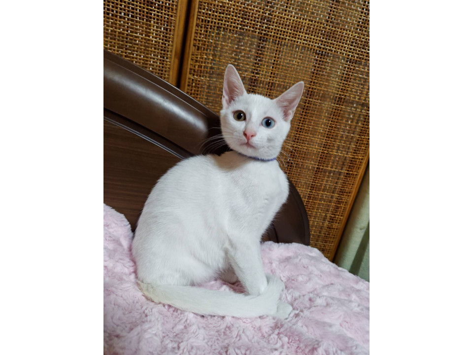 6月生まれメス猫 青ちゃん