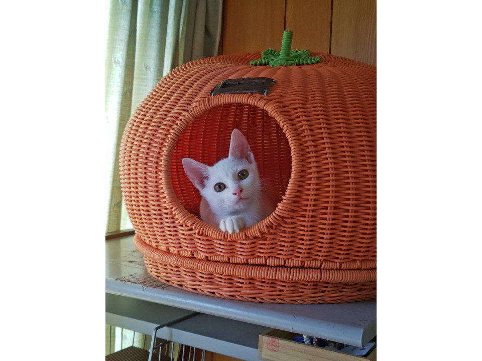 6月生まれメス猫 オレンジちゃん