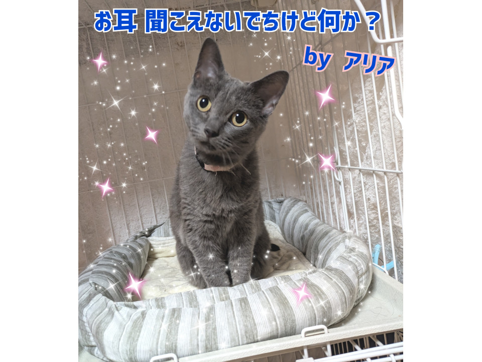 マイペースな甘えん坊　お耳が聞こえません