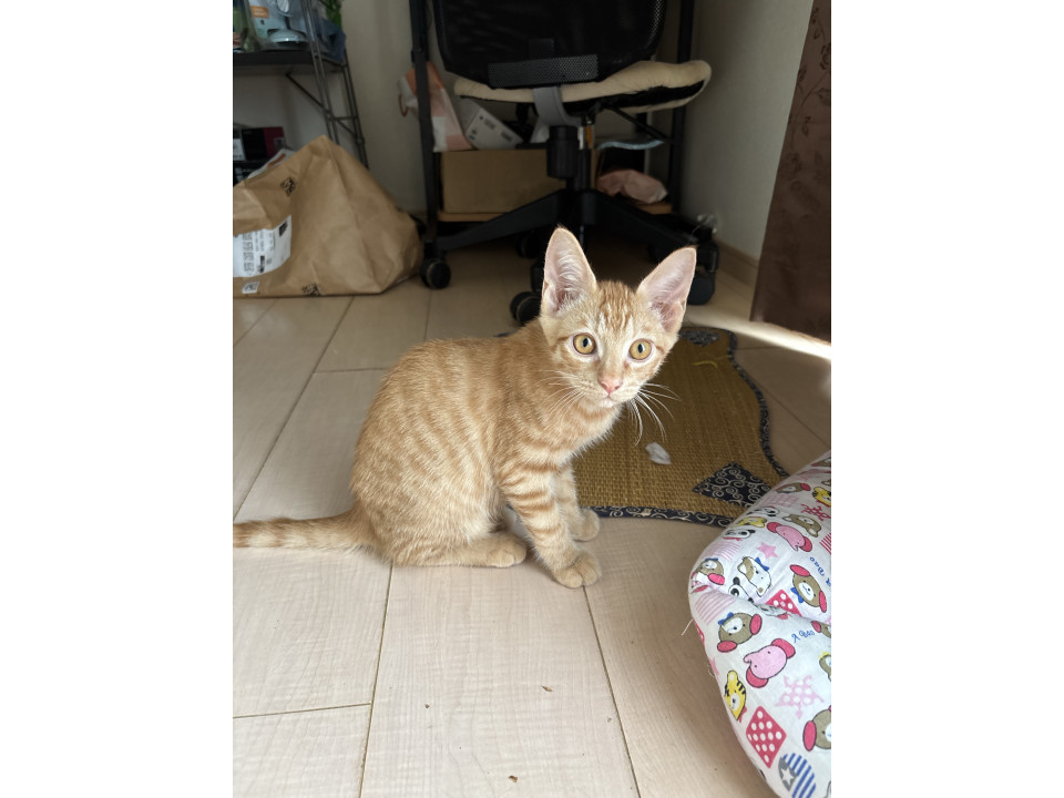 甘えん坊の茶トラちゃん