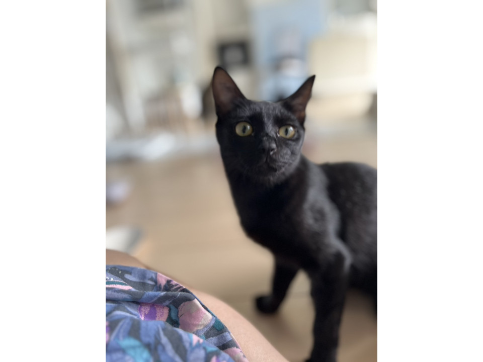 11/2堺市里親会✩ポルちゃん