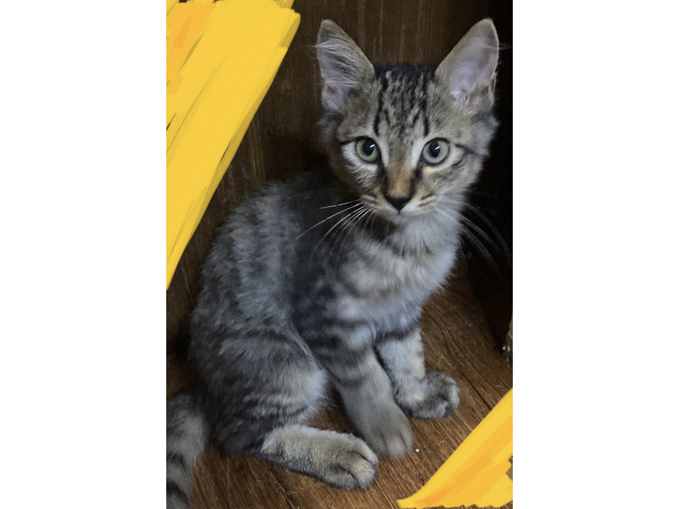 尻尾まっすぐキジトラちゃん