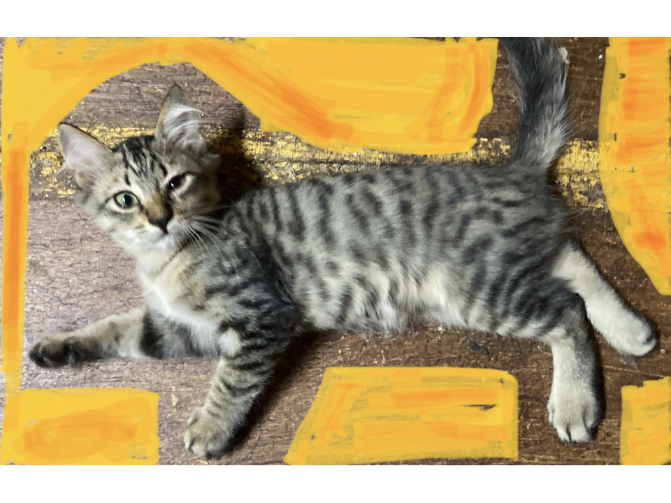 尻尾まっすぐキジトラちゃん