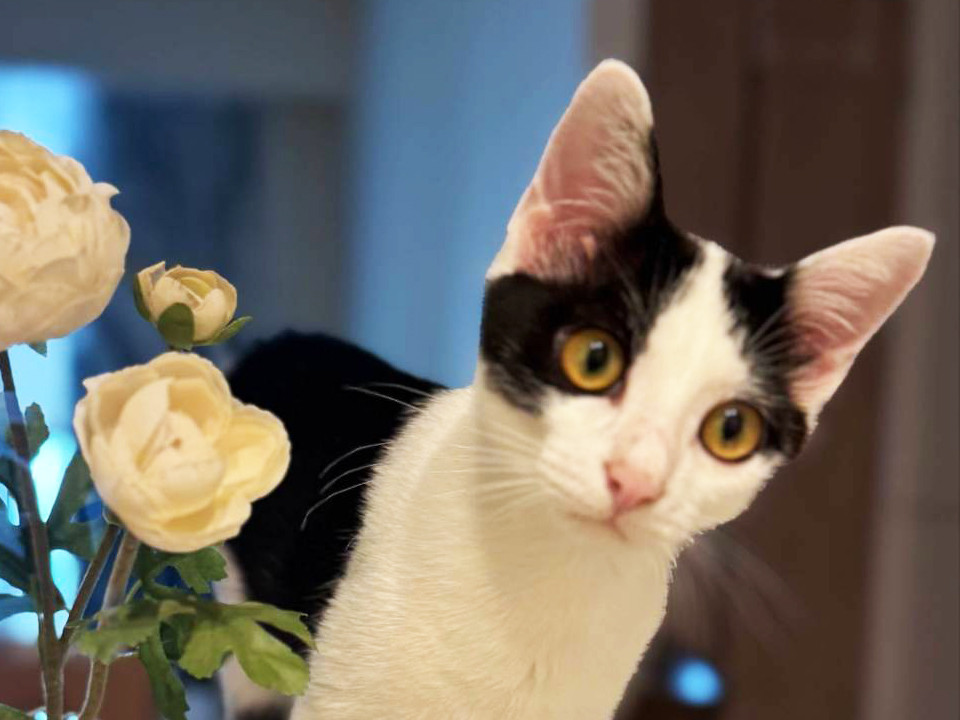 チェス♂白黒猫5ヵ月※初参加