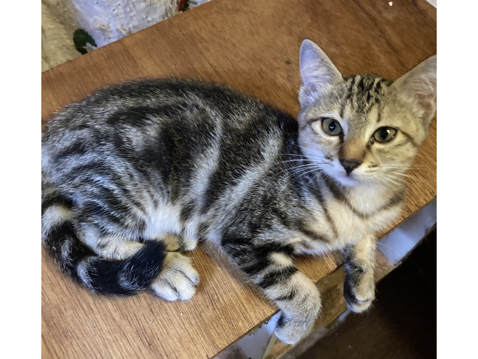 アメショー風のキジトラちゃん