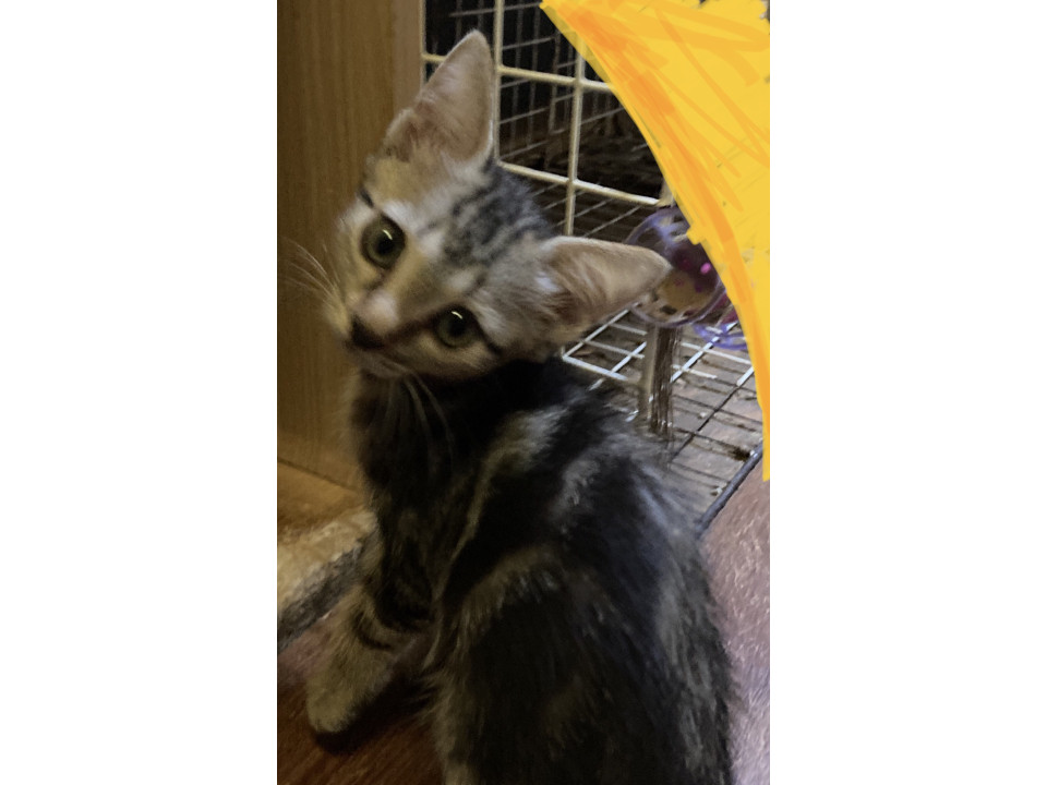 アメショー風のキジトラちゃん