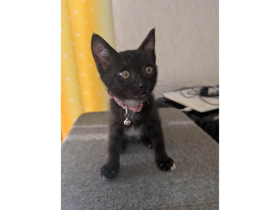 黒猫の美人さん