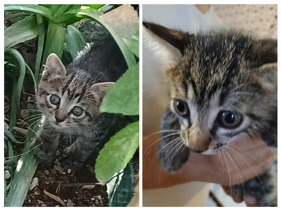 生後2ヶ月未満キジトラの男の子