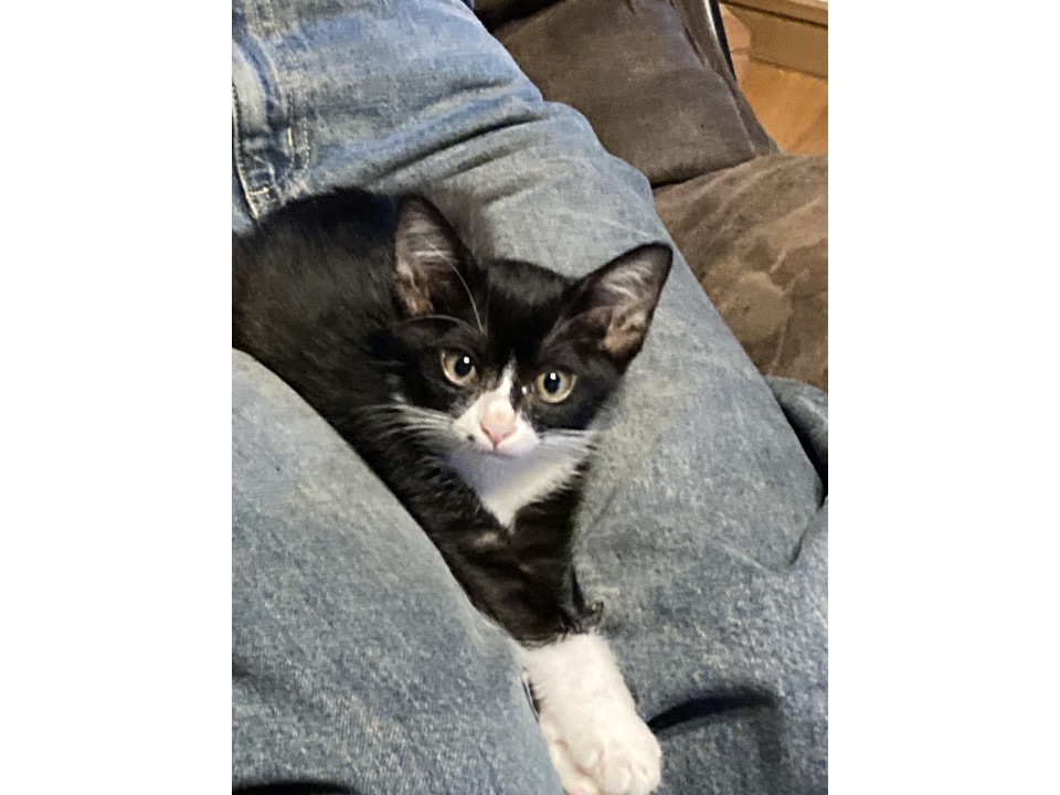 白黒、ホクロがキュート。元気なちびちゃん