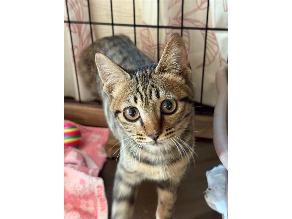 まん丸お目目がかわいいキジトラ猫
