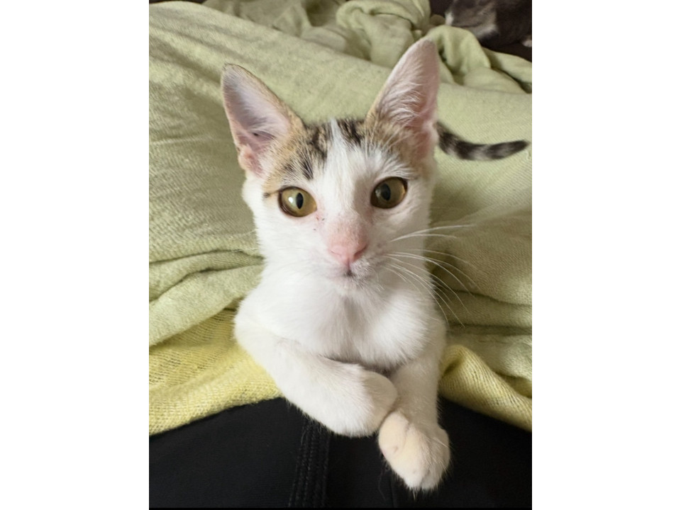 ツンデレがキュンとくる女の子