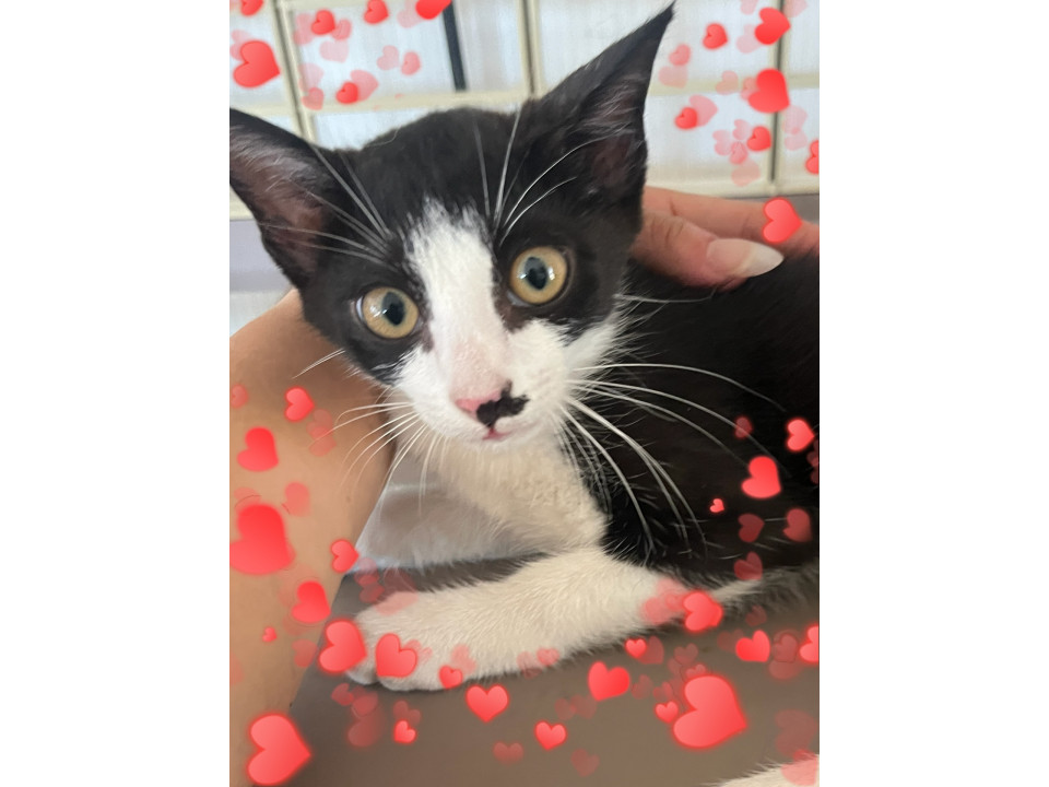 スリゴロ超甘えんぼハチワレ