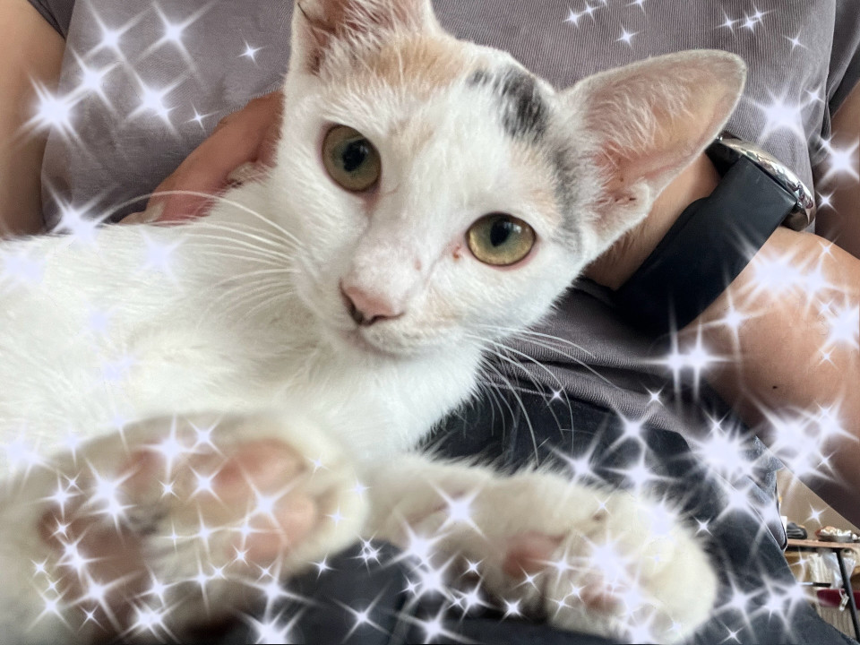 おとなしい三毛女の子目の色がきれいです