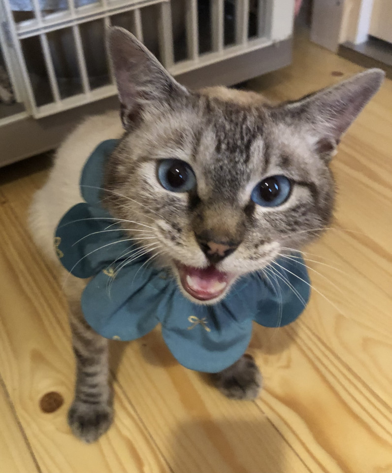 ブルーアイで少しお耳の悪い？シャムMIX