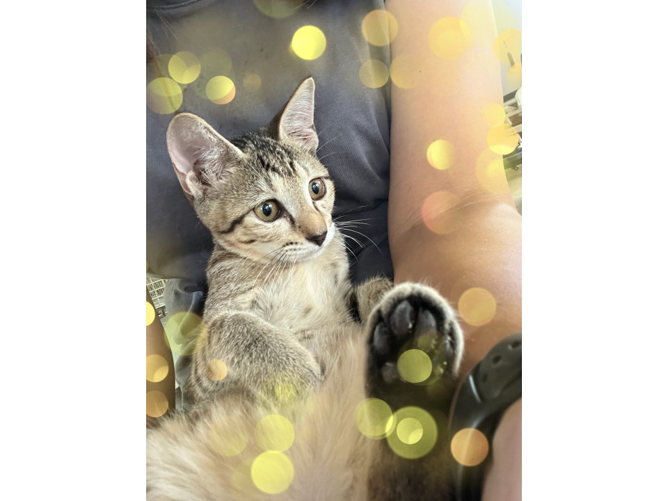 綺麗な麦わら色のキジトラちゃん