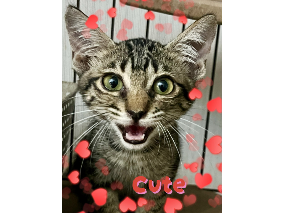 とっても人懐っこいキジトラちゃん