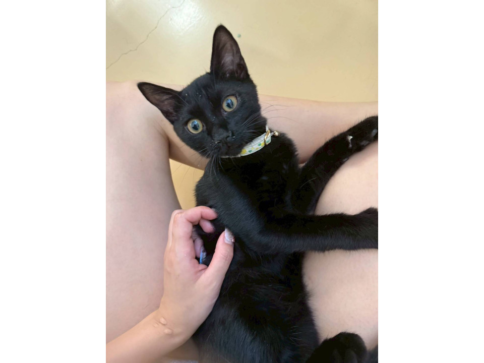 人が大好きな黒猫の男の子