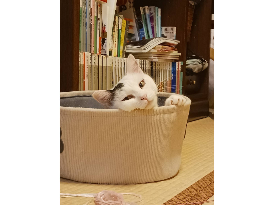 本当は甘えたいリボンちゃん