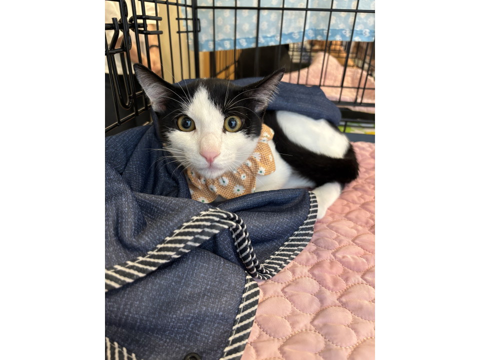 かわいいハチワレ美猫ちゃん