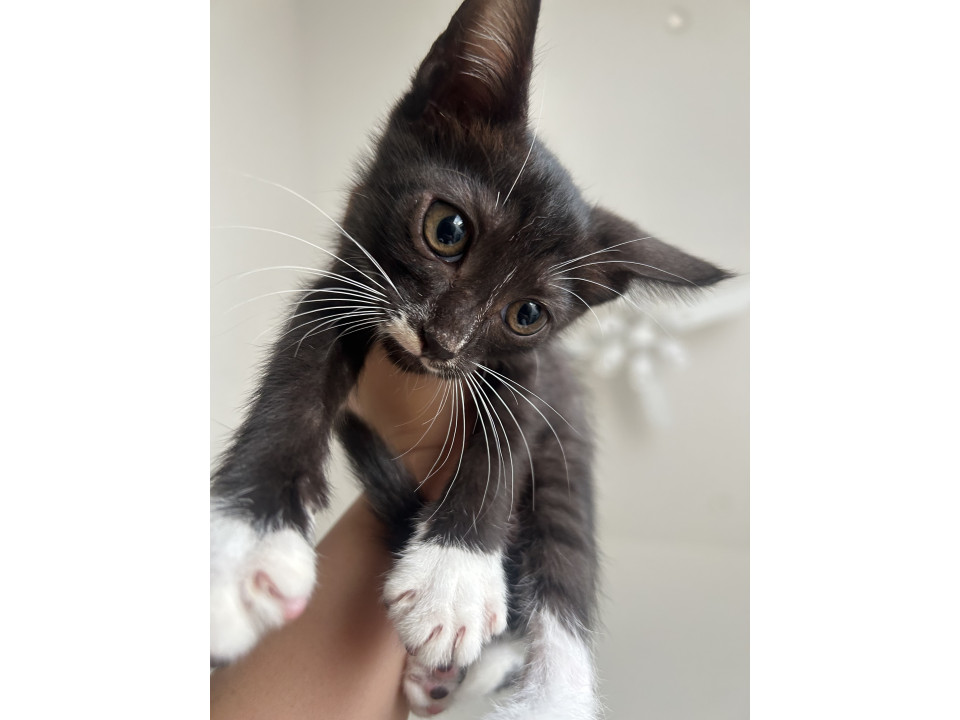 可愛い白黒ねこちゃん