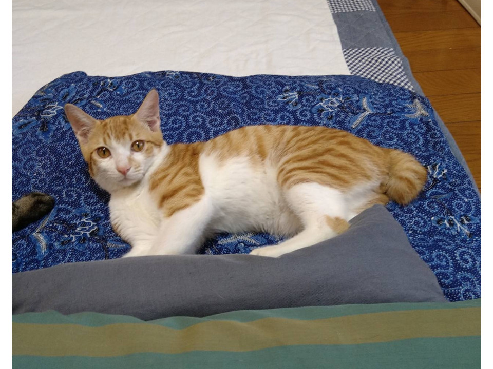 白茶イケメン男の子