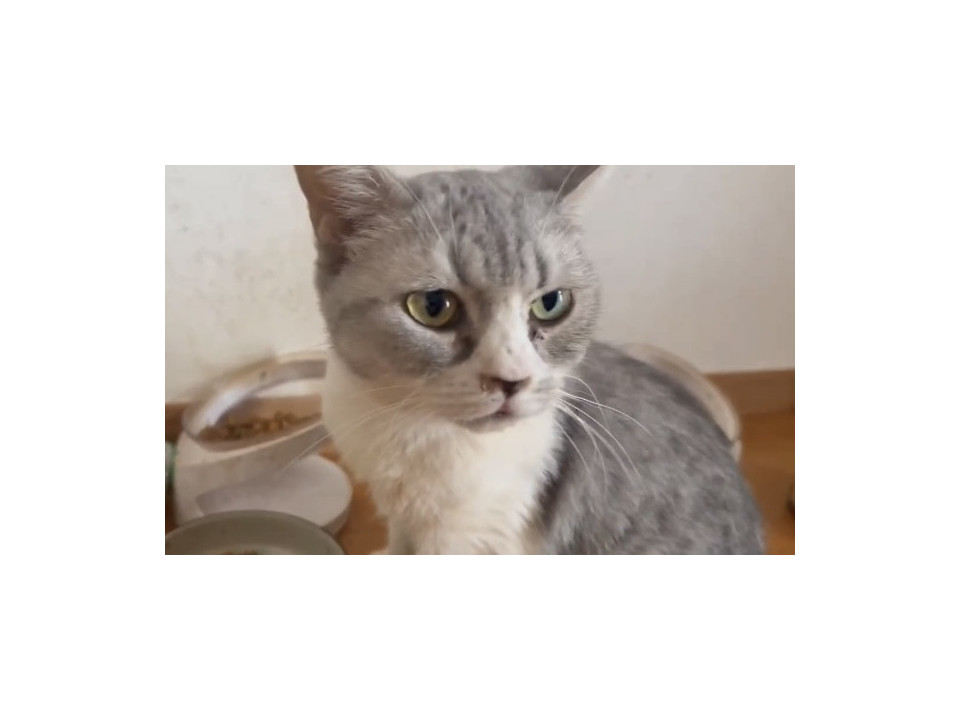 マンチカン母猫とミヌエット子猫