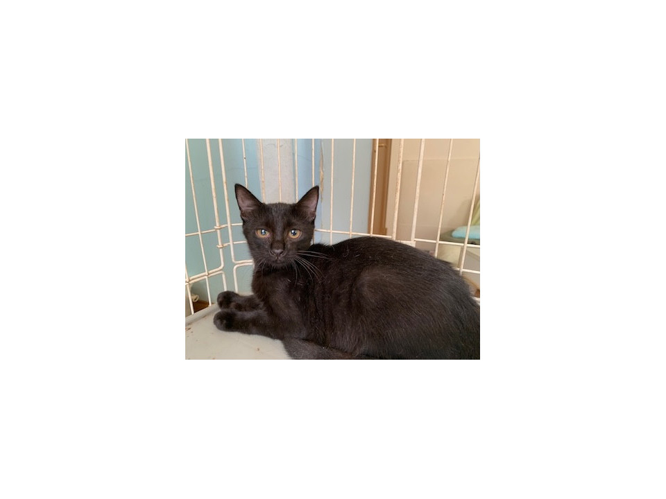 抱っこはギリOK可愛い黒猫