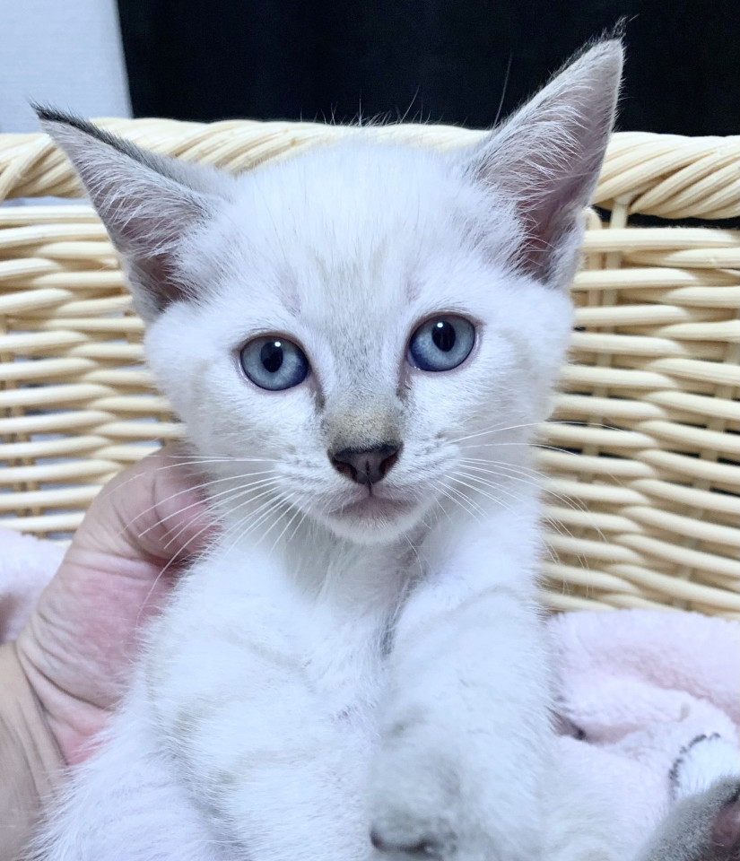 ④急募!珍しい青い目 シャム風 女の子