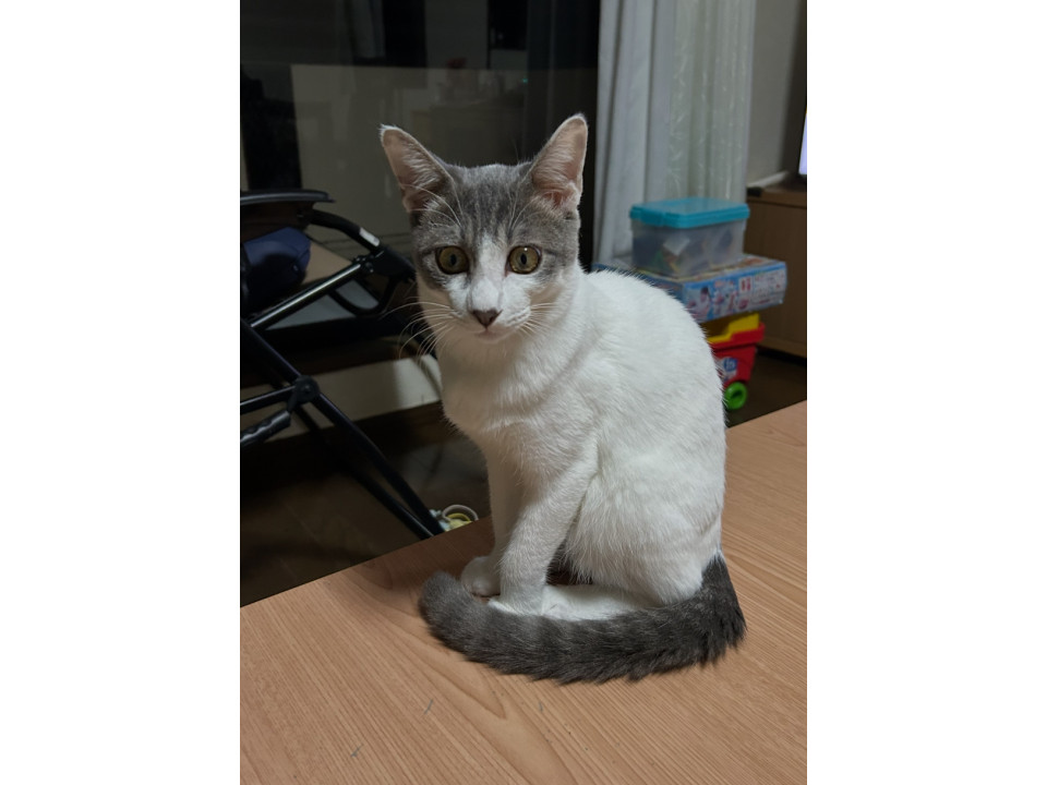 グレー✖️白 育てやすい子です