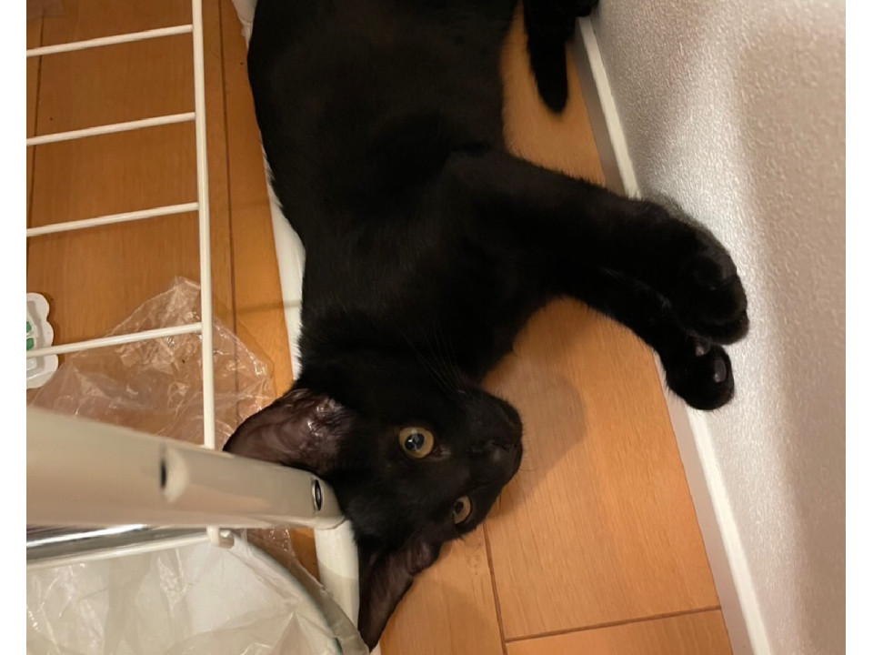 漆黒のビジュ良いやーん!♂♀兄妹