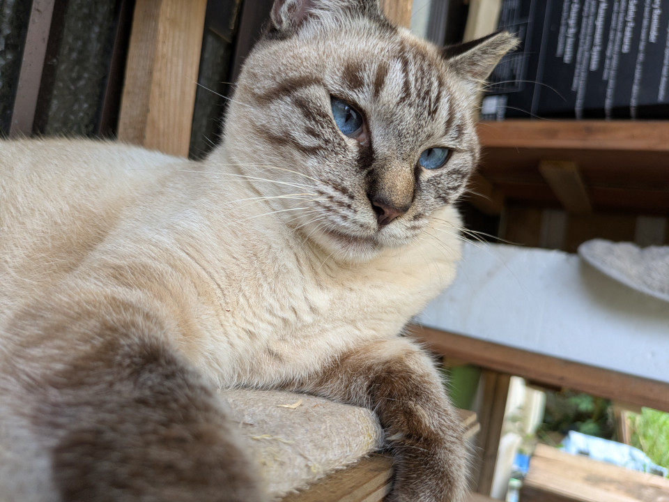 綺麗なお目目のシャム風ねこちゃん