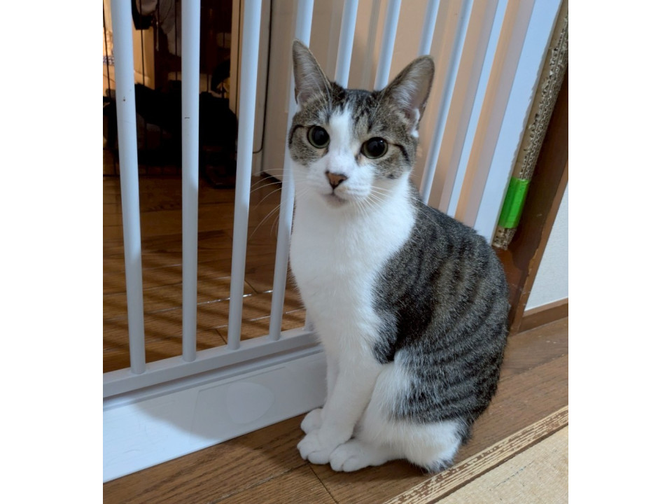 美少女系キジ白ガール♡　リース♀