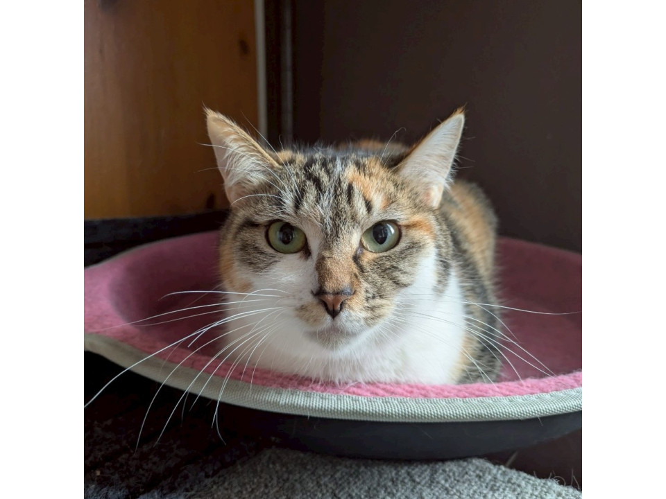 頑張り屋さんの三毛猫　もりりん♀