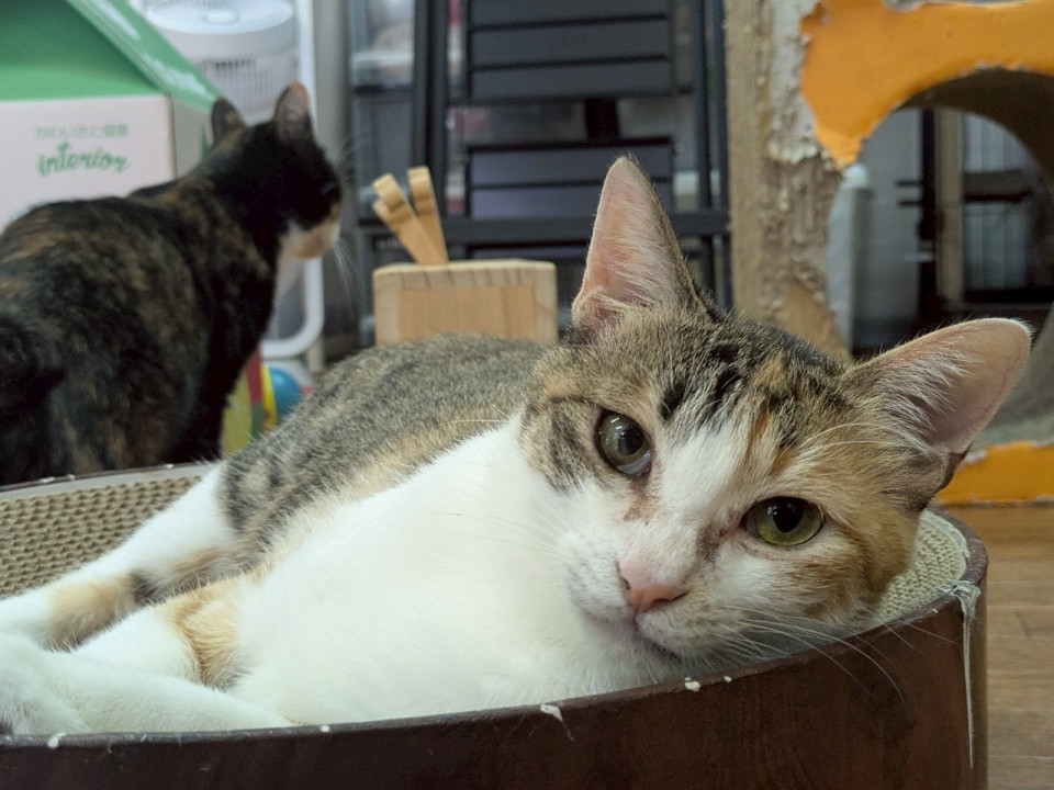 ナデナデ大好き♡三毛ママ　ジャフィー♀