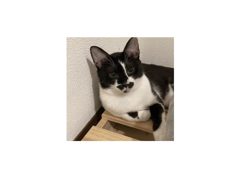 白黒模様が個性的なビルバ