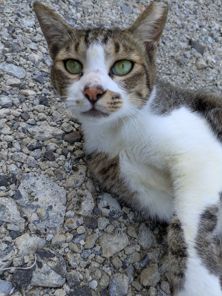 美人なハチワレ キジトラ白の猫ちゃん