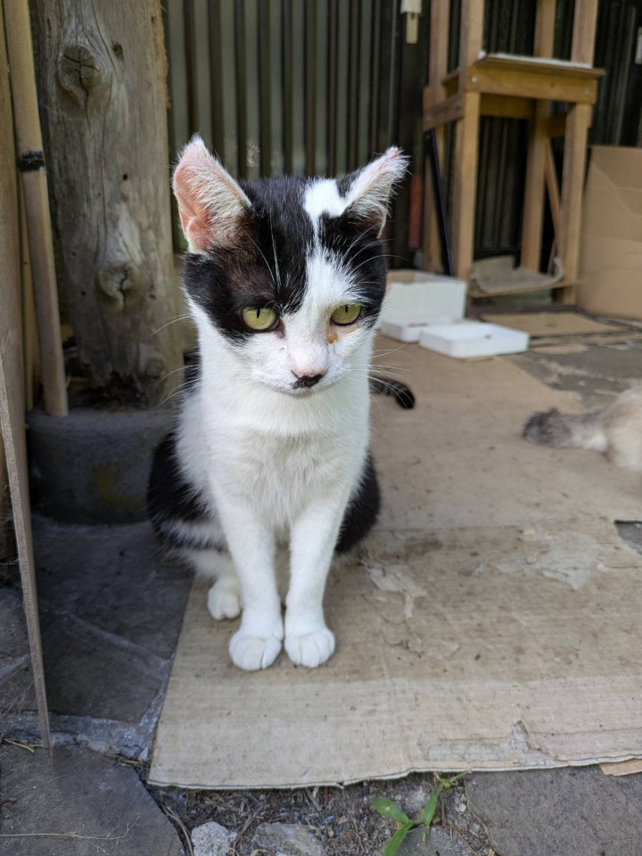 元気いっぱいお転婆娘