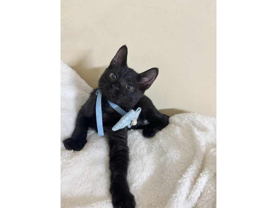 三匹兄妹甘えん坊のイケメンすずり君♡