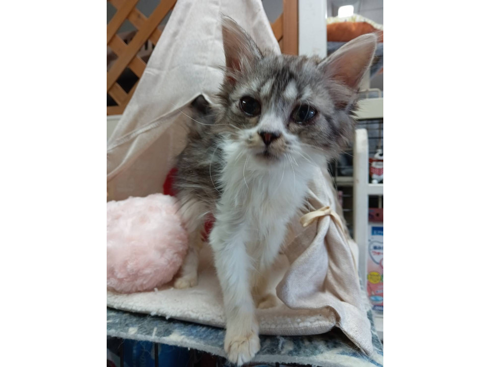 子猫ちゃんの里親募集