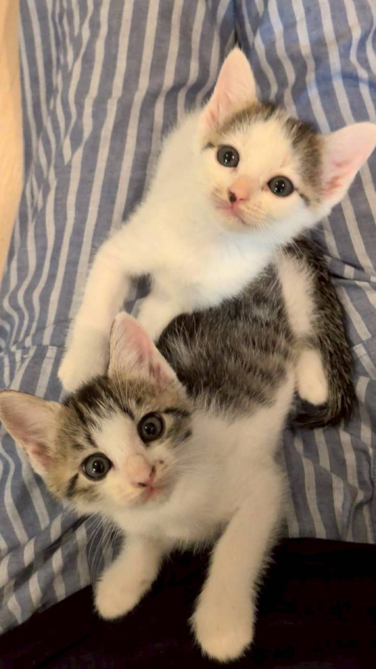 ２匹姉妹人が大好きゴロリンうずらちゃん