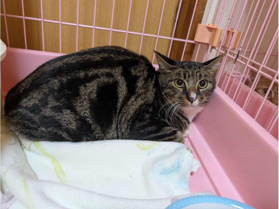 リリースする人慣れした子猫達