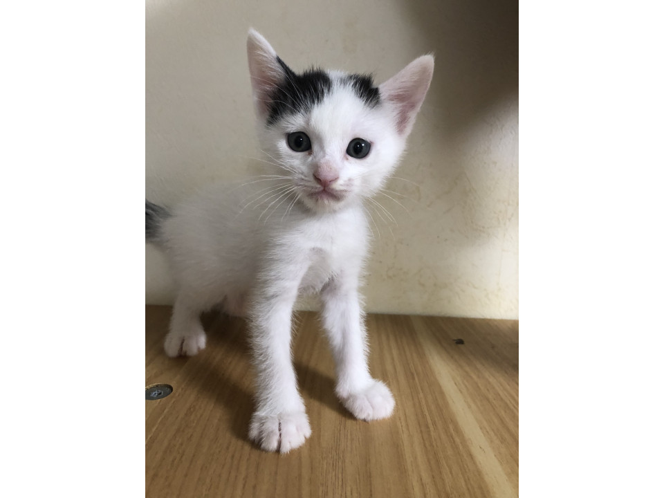 可愛い白黒子猫