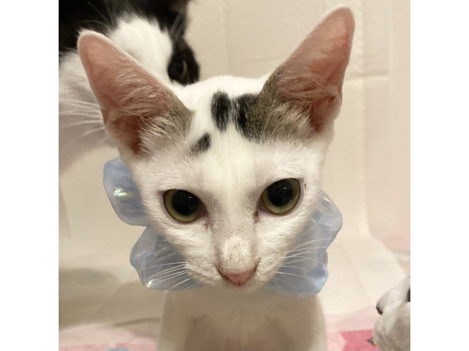 子猫⭐︎花火くん 愛され男子 白猫